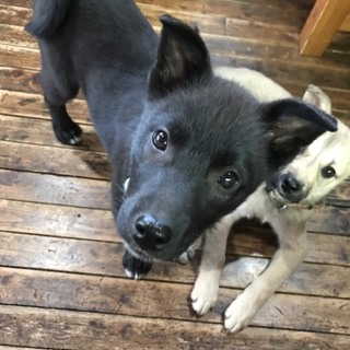 交渉中