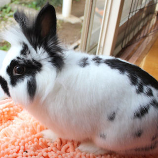 保護うさぎ：ライオンラビットのロンくん