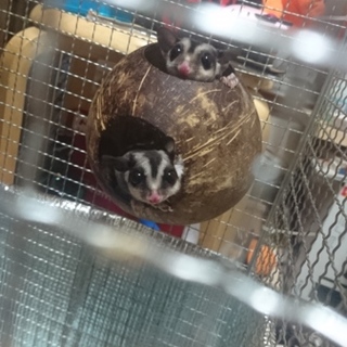 フクモモ親子里親募集