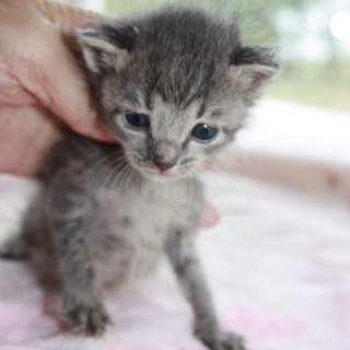 赤ちゃん鯖トラさねまつ君離乳中