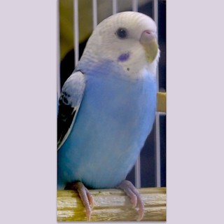 セキセイインコ 今年生まれです。