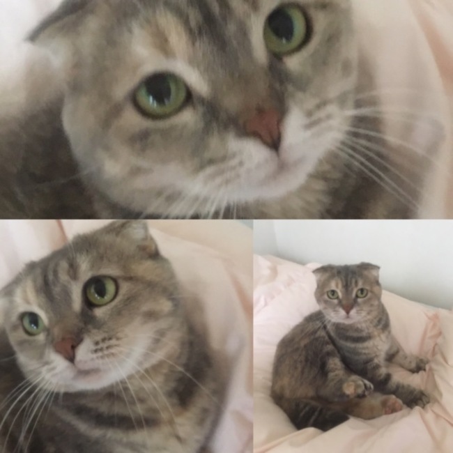 わらびのおかあニャンのカバー写真