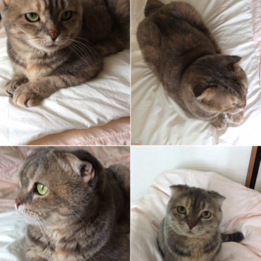 よろしくお願いします。