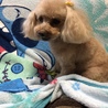 トリミング 春先にかけて短くカット
