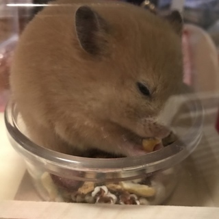 ゴールデンハムスター 半年の子