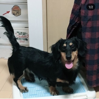 ミニチュアダックスです♬