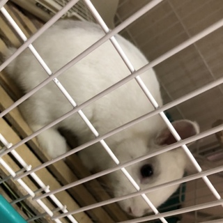 うさぎ 一歳 白