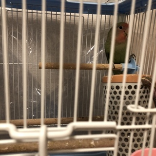 コザクラインコ 