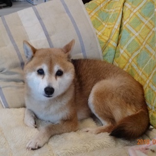 豆柴あずきちゃん8歳K様」愛知県 - 犬の里親募集(203388) :: ペット