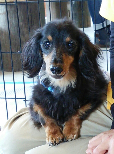 人が大好き 甘えん坊のダン君 香川県 犬の里親募集 3394 ペットのおうち 月間利用者150万人