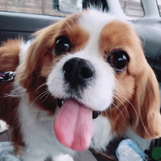 高齢者の手放しキャバリア男の子【里親決定】