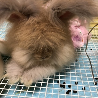 急募！イングリッシュアンゴラ