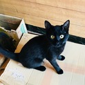 人馴れした可愛い黒猫さん