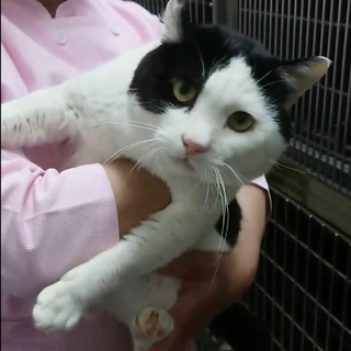 ぶさかわ男子！甘ったれの白黒ボブテール