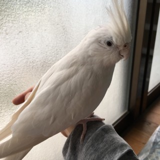 里親様が決定しました。ありがとうございました。