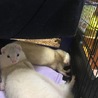 フェレット二匹お願いします。 サムネイル2