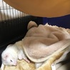 フェレット二匹お願いします。 サムネイル7