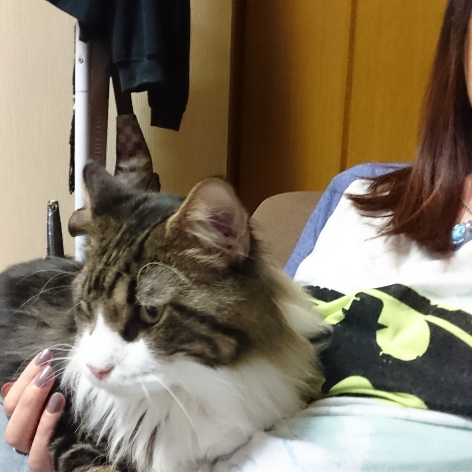 REONのカバー写真