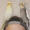 こけぴよ