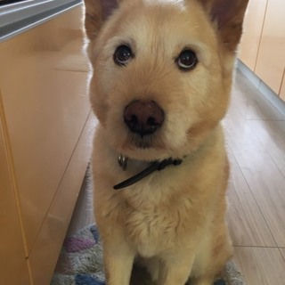 里親募集！中型雑種の”ボス”くんです