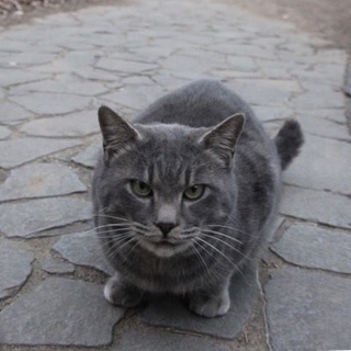 里親決定❤️ グレくん❤️もらってください。