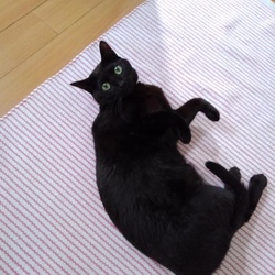 「4月近況」サムネイル2