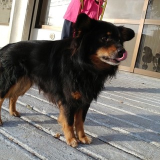 全国で里親様募集中！