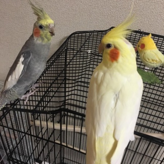 こけぴよのカバー写真