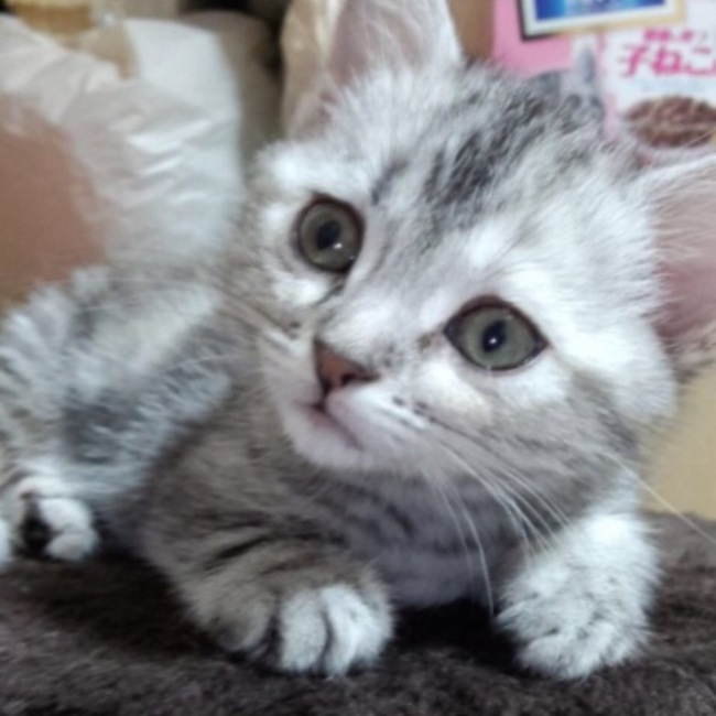 rin rinのカバー写真