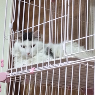 純血です。ショップからの引き取り猫でした。