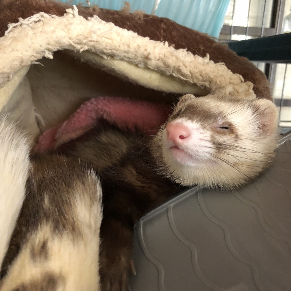 ゴンのカバー写真