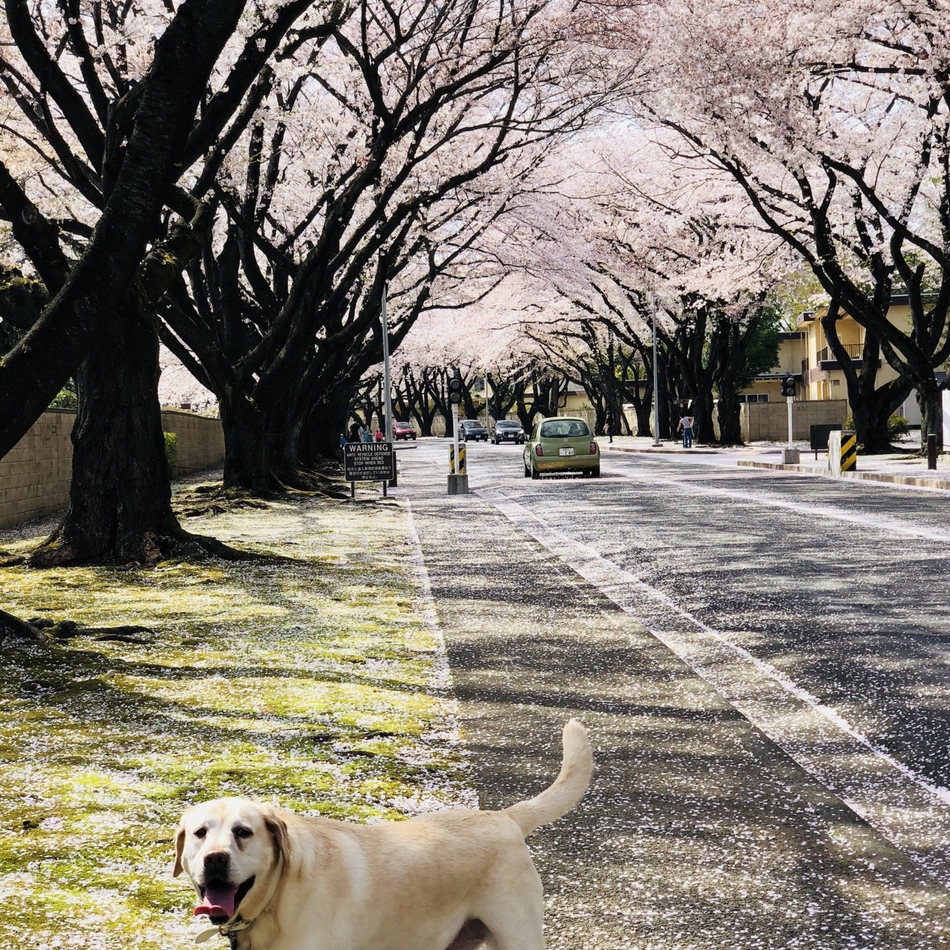 ダンテのカバー写真