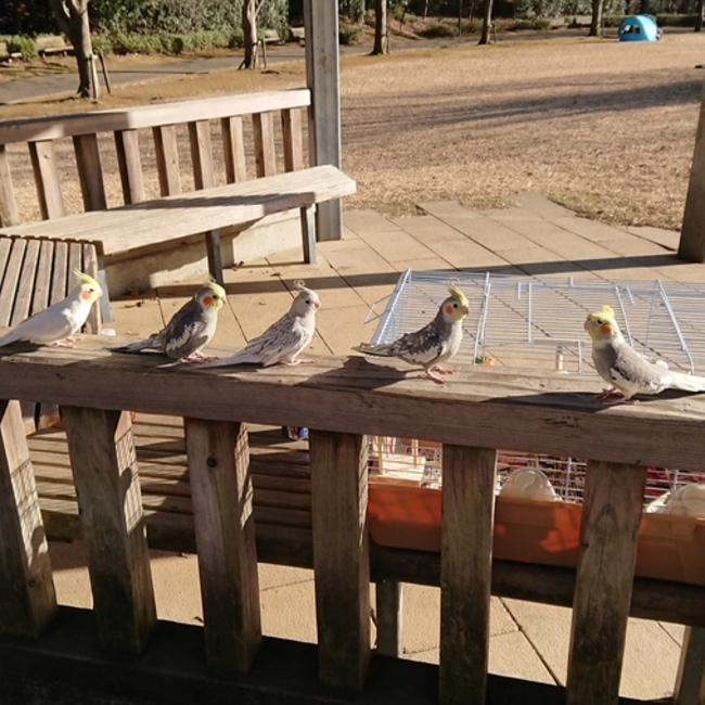 オカメのぶっちのカバー写真