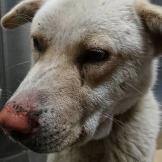 【助けて下さい❗️】大人しいワンコです。