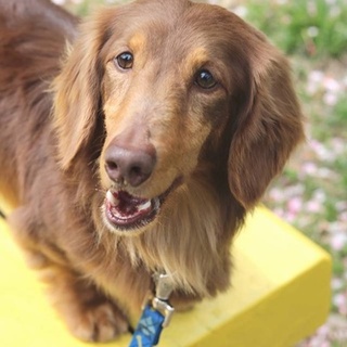 ミニチュアダックスのがんちゃん　里親募集中！