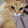 ramu☆