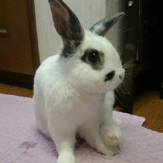 保護うさぎ ころんくん