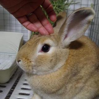 保護うさぎ、ファーストくん