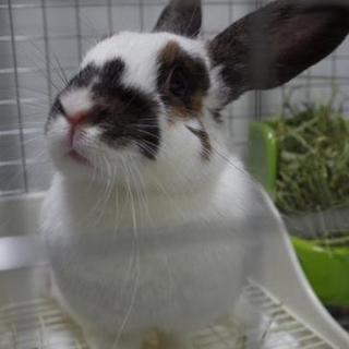 保護うさぎ ミルキーちゃん
