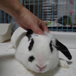 保護うさぎ ビスコちゃん