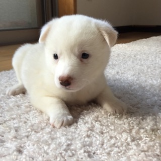 里親さま決まりました☆