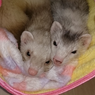 フェレットの女の子二人です。