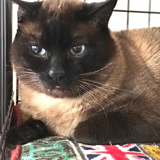 【千歳】イケメンマッチョな甘えん坊♪