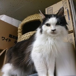 東京都中央区にてふれあい譲渡会を開催（4月22日と29日の日曜日）