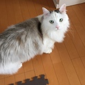 綺麗な長毛の男の子です