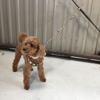 トイプードル 2