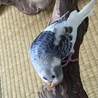 最近お気に入りのぶどうの木にて