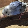 最近遠くまで飛べるようになったよー(^^)