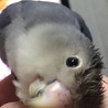 水浴び後に、カキカキしてーって頭下げるの可愛い過ぎるー(● ˃̶͈̀ロ˂̶͈́)੭ꠥ⁾⁾