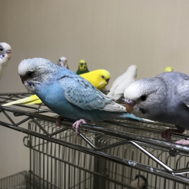 『北海道インコ情報広場』のカバー写真